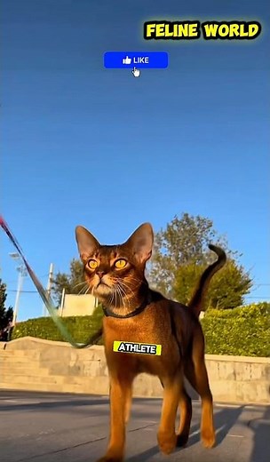 Abyssinian 🐱 The Energetic & Intelligent Explorer! 😻