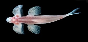 Walking Fish? Scientists Discover 11 Species That Can Walk, Linking 'Missing Middle' in Evolution