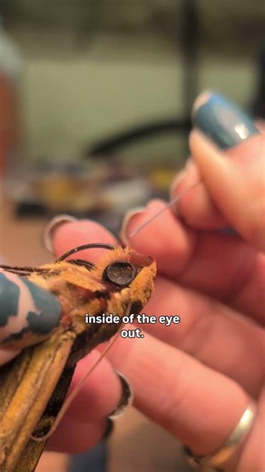 How I reinflate collapsed eyes in moths I'm preserving #taxidermy #butterfly #moth #acnh