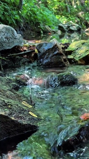 Shaded Forest Brook & Clear Water Babble ASMR 🌿💧