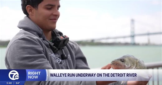 Walleye run underway on the Detroit River