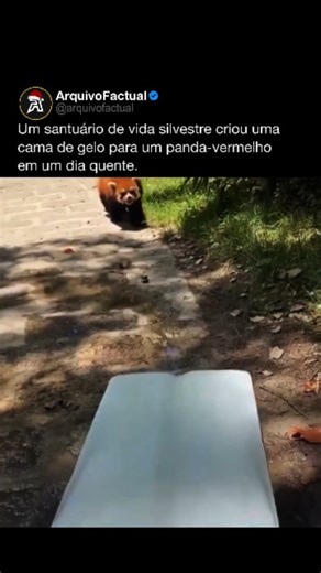 Arquivo Factual on Instagram: "Em dias quentes, especialmente quando a temperatura passa dos 25 °C, jardins zoológicos e santuários precisam de cuidados extras com os pandas-vermelhos. Originários de regiões montanhosas e frias do Himalaia, eles são muito sensíveis ao calor e podem sofrer stress térmico com facilidade. Para evitar isso, os recintos recebem camas de gelo, lajes de mármore frio, sistemas de nebulização e tocas climatizadas, criando microclimas mais próximos do habitat natural da e