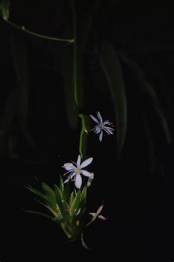 Photo sur fond noir pour le plaisir #nature #blackbackgroundstatus #flower #visualeffect #homestudio