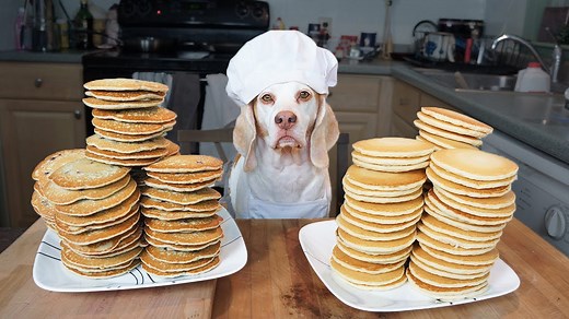 Chef beagle dog makes pancakes in kitchen comedy chaos