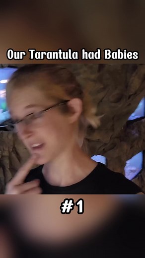 Our Tarantula had Babies #snake #discovery @snake.discovery