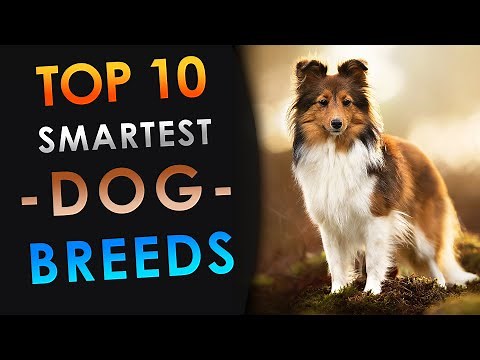 Top 10 SMARTEST Dog Breeds | Tim's Adventures