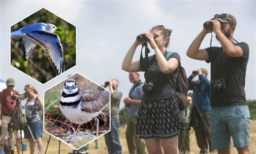 10 incredibly rare birds spotted in the UK this week - and where they were last seen