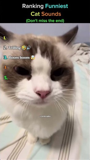 Ranking Funniest Cat Sounds In Ever 😂🐱🔊 #Cats #Funniest #Sound