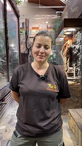 Światowy Dzień Węża to idealny moment na małe… pomiary 🐍 W praktyce wcale nie były takie małe – nasz pyton ciemnoskóry (Python bivittatus) mierzy 2,80 m długości i waży ponad 22 kg! 📏⚖️ To największy wąż mieszkający w naszym Terrarium. Chcecie zobaczyć tego olbrzyma na własne oczy? Zapraszamy do Terrarium! 😍 ℹ️ Krótko o tym gatunku: Pyton ciemnoskóry to gatunek narażony na wyginięcie (status VU). Może osiągać nawet 6 metrów długości. Doskonale wspina się, pływa i nurkuje — potrafi przebywać p