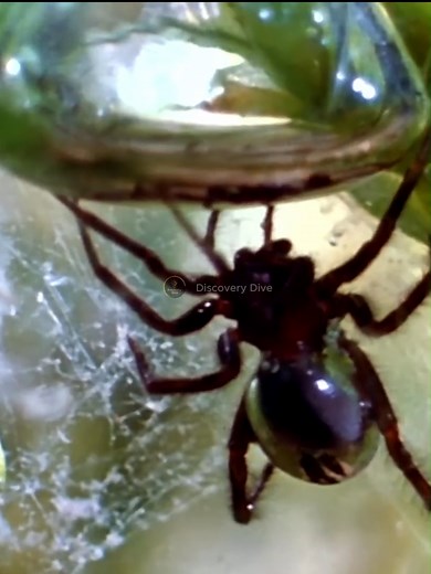 The Diving Bell Spider: An Underwater Marvel