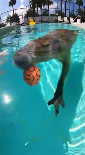 Unexpected Animal Pool Fun #animalfriends #cuteanimals #husky #animalfun #youtubeshorts #animalhome