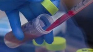 Dire Wolves return from extinction