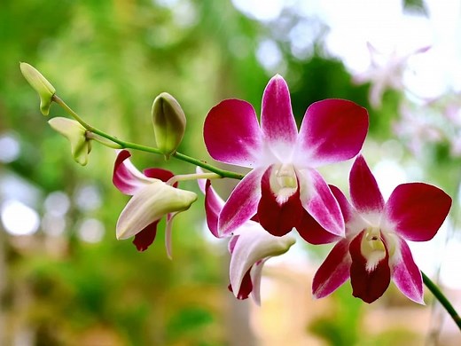 Insecticides for Orchids – A Guide to Keeping Your Orchids Pest-Free - Home Lift Up