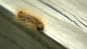 Falmouth takes action against brown tail moths