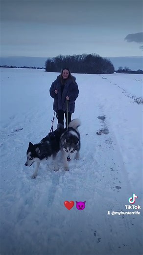 #husky #doglove #alaskanmalamut #siberianhusky #snow #malamut #alaskan