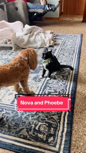 Playtime Adventures: Phoebe and Nova Enjoy a Day Together