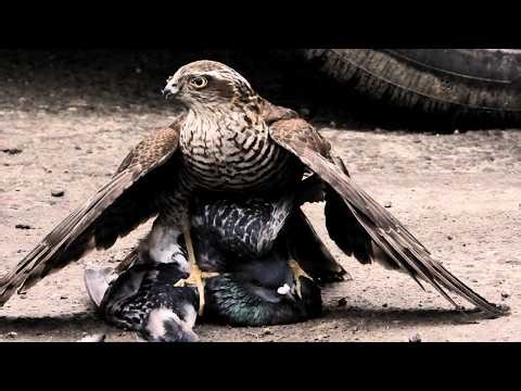 MOST BRUTAL HAWK ATTACKS CAUGHT ON CAMERA 🦅🔥