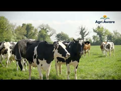 Experience Irish farming at its best