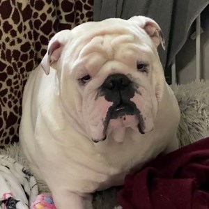 A poem by Augie Doggy - well sort of 😂. Oh Augie & Gigi... | Augie Doggy’s Place