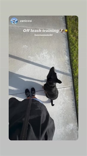 American Standard Dog Training on Reels
