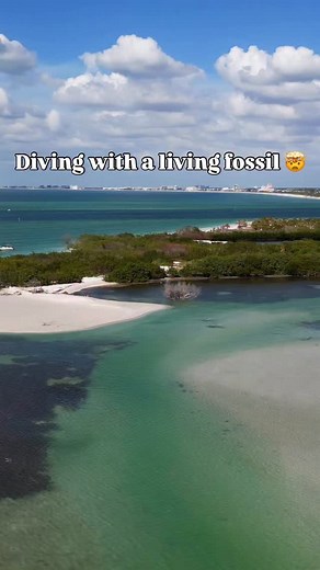 This Horseshoe Crab (Limulus polyphemus) is a living fossil. 🤯 ~~~~~~~~~~~~~~~~~~~~~~ Did you know that Horseshoe Crabs are not actually crabs? They are actually more closely related to arachnids. They have blue blood that is extremely valuable for research and the medical field. They have remained relatively unchanged in millions of years, even before the dinosaurs. I found this individual while snorkeling in some pretty murky visibility. Always a pleasure finding these prehistoric creatures. 