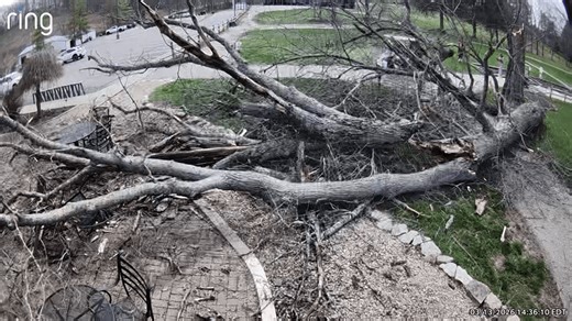 Tree narrowly misses golfers amid high winds