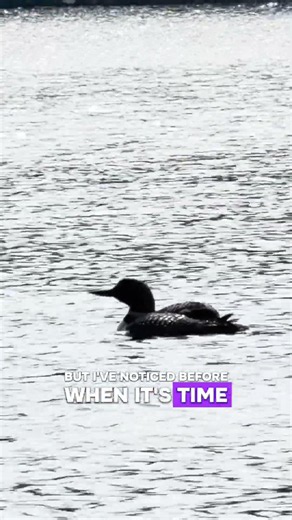 Watching our baby loon’s any tics and behaviours
