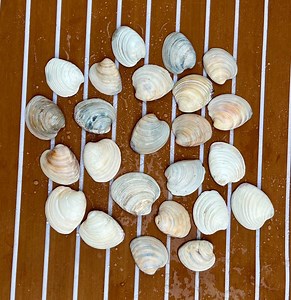25 Clam Shells From Charleston, SC - Etsy
