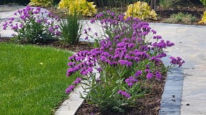 Spring is coming and time to get the garden ready. Reach out in the comments below or follow the link for more info https://theirishgardener.com/products/virtual-garden-design-consultation | The Irish Gardener