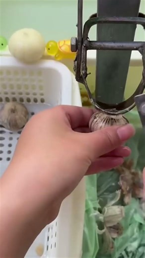 Garlic processing and peeling process for clean preparation