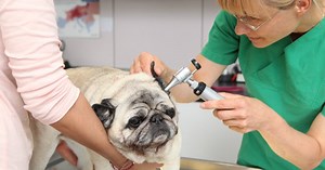 Should you get pet insurance?