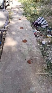 2.4K views · 28 reactions | Dear animal lovers / feeders / Gujaratis...