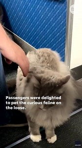 Passengers delighted as cat on the loose explores plane's cabin
