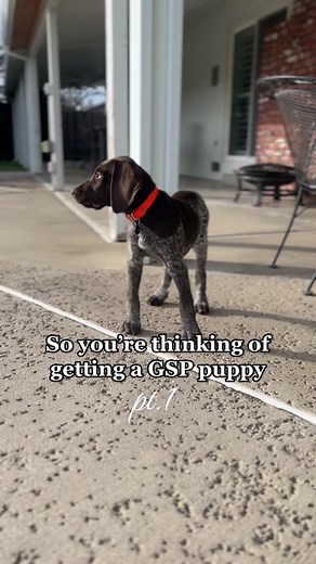 What to Expect When Getting a GSP Puppy