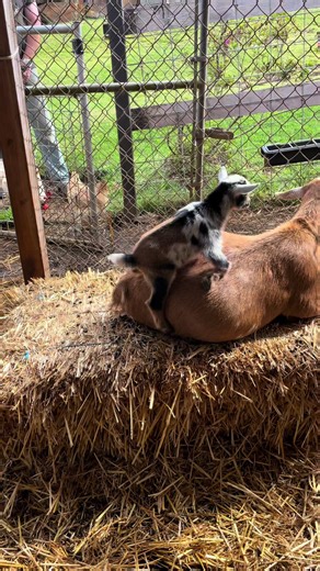 She needs a break! #goats #cloudcastlefarm