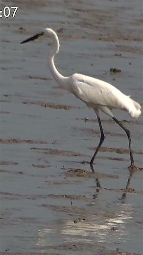 Apexel VisionMax ETF150 | 45X Optical Zoom Smartphone Telescope