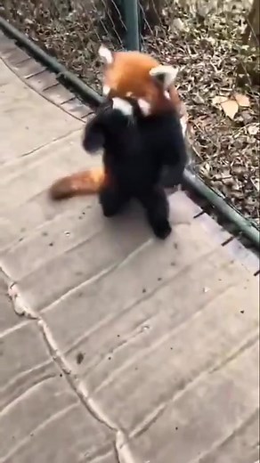 When red pandas feel threatened, they stand up and wave their claws around in an effort to make themselves look more “intimidating” #fyp #fypシ