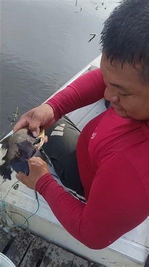 começamos bem olha o que pegamos na primeira malhadeira #bass #pescaria#akım