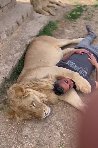 Lion and Human: A Unique Moment of Trust