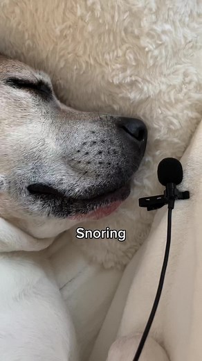 30 Seconds of Sookie Snoring ASMR Sounds | Dog Snoring Videos
