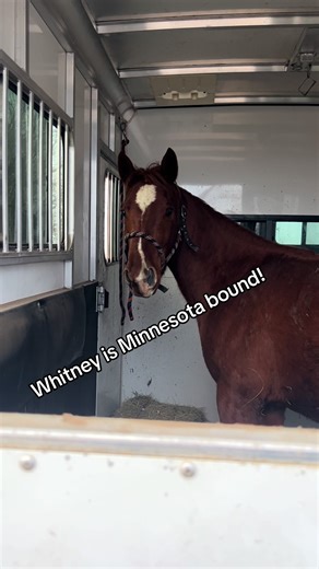 Wishing Whitney all the good vibes as she heads to @U of M Twin Cities Vet Program for a CT scan on her aggressive sarcoid! Follow @Gentle Spirit Horses Rescue for updates! We have loved having her at the farm for the last few days! #vet #fyp #horses #rescue #horsetok