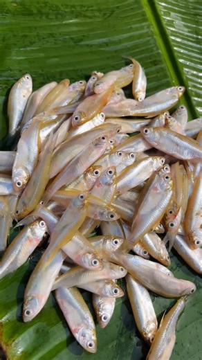 Taste of Bangla on Instagram: "মোড়লা মাছের বাটি চরচ্চরি || Mourala macher recipe in Bengali ♥️ #easyrecipe #tasteofbangla #fishrecipes #morolamacherjhalchochhori #bengalirecipe"