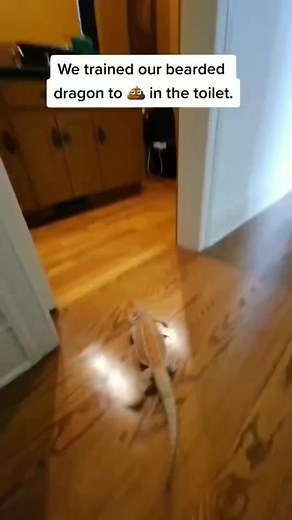 Trained Bearded dragon to poop in toilet. #beardeddragoncare #beardeddragonbreeder #beardeddragonlife #beardedchallenge #beardeddragon #beardeddragonlover | Beardie Boutique