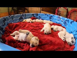 Live Stream Replay: Adorable, 4-week-old Labrador Puppies!