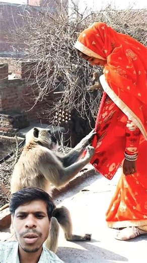 #monkey #viralvideo