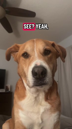 Rescue Dog Adventures: Australian Cattledog & Great Pyrenees