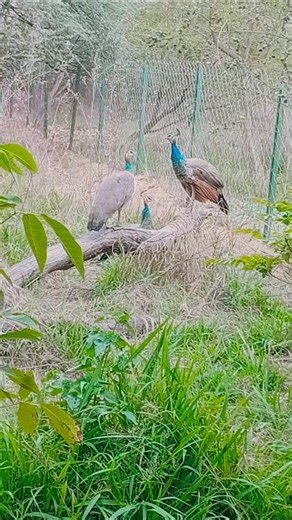 #peacock_dance #peacock_video #birds #peacock #peacockdance