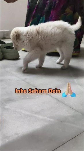 Mahadev ke in bachhon ko bachayein 🐾 | Asli Dharm Nibhayein 🔱 #straydog #Mahadev #indie #dog #dogs