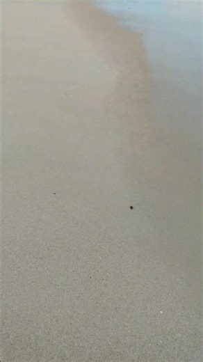 Discover Brazil's Stunning Beaches and Beautiful Women: A Tropical Paradise in Every Frame