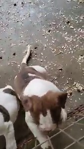 American bulldog puppies. 6 weeks old Nkc registered. They have the first set of shots 4 females and 3 males. Pm or call (706)499-2164 | Bulldan Kennels-American and English Bulldog Breeder